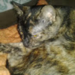 Meet your Posher, Bernard